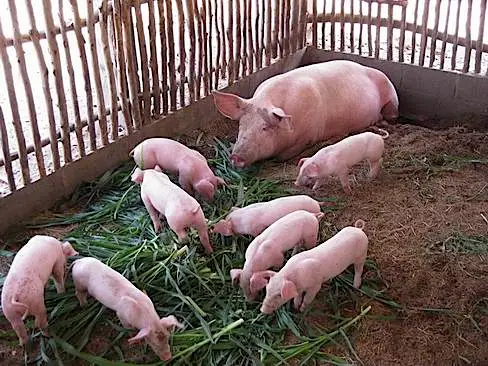 Agribusiness Media tweet media