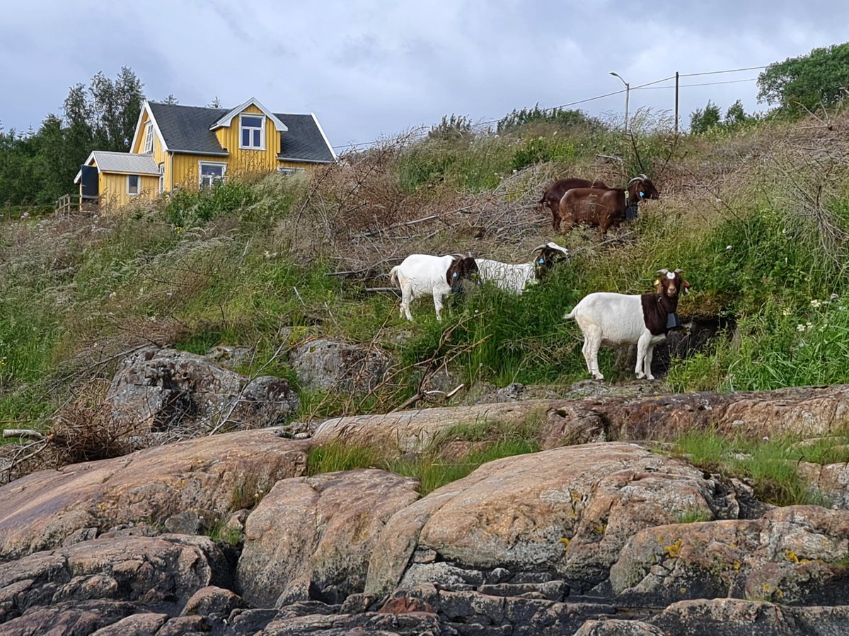 MereteNesset's tweet photo. Funker "Vil du bli med meg hjem og se på geitene mine?" som sjekkereplikk? https://t.co/Lb8zpC8GJi