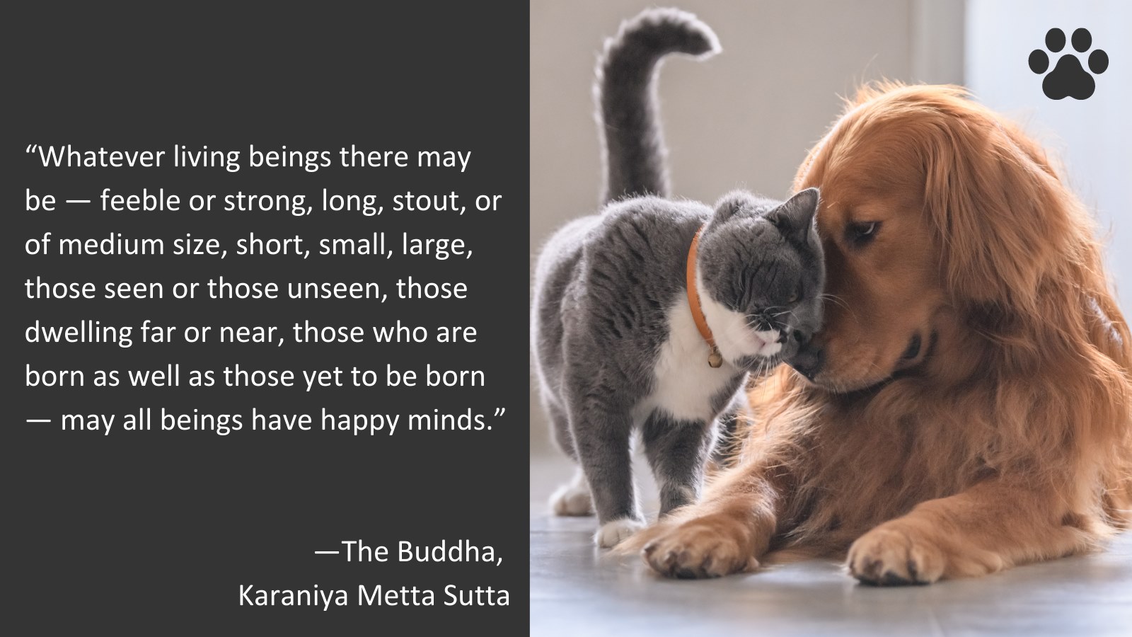 Ottawa Humane Society on Twitter: Ottawa Humane Society on Twitter: