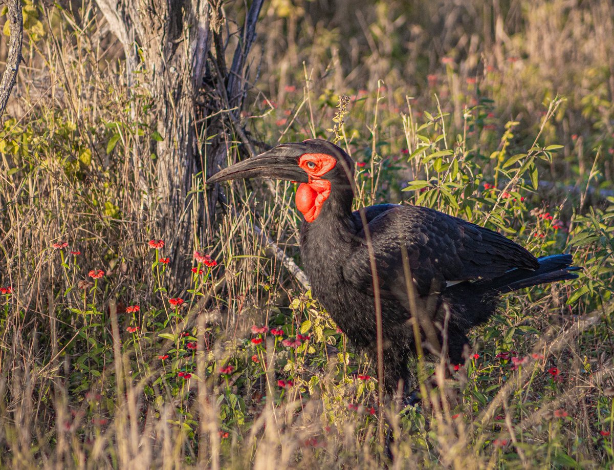 Bushwise Field Guides tweet media