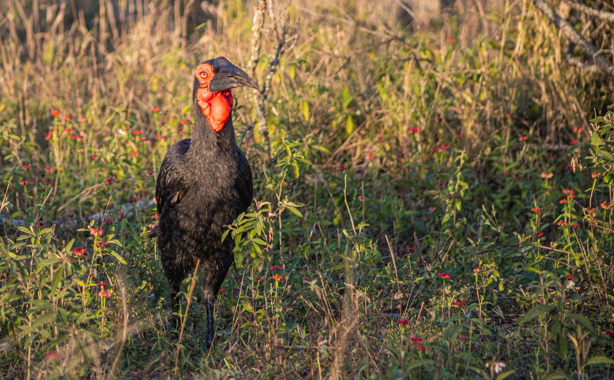 Bushwise Field Guides tweet media