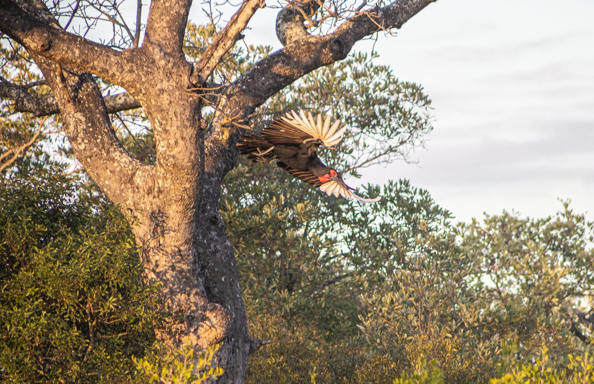 Bushwise Field Guides tweet media