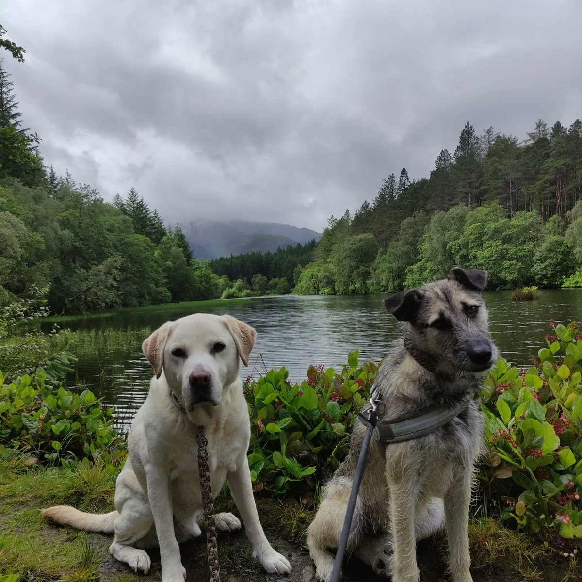 VICTORDOG1's tweet photo. Just us two 😍
#posing
#glenlochan
#timetogoback https://t.co/Au08g74bYu