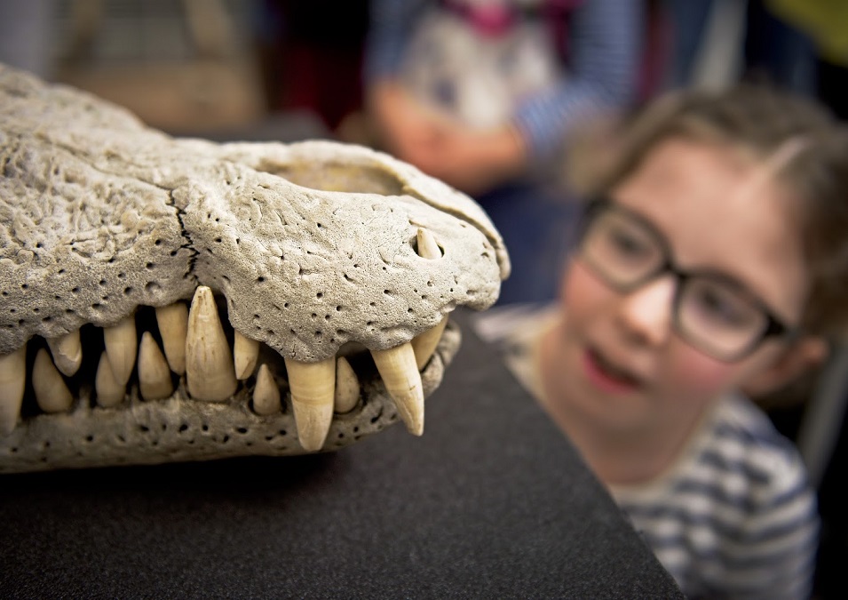 ZoologyMuseum's tweet photo. 😎Planning your school holidays? The Museum is open Tues - Sun and is FREE to enter. Come and meet our actors from #EmergencyExitArts on 4th Aug or pop in any day & visit our #ButterfliesThroughTime 🦋exhibition - on now until 18 Sept. @CamUnivMuseums https://t.co/G9Dvc0NvF4