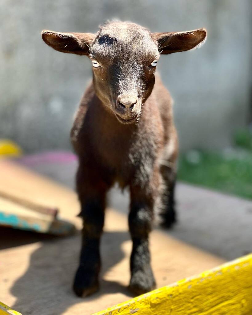 Attention Everyone!

It's time to book your GOAT experiences for the weekend.

🐐Goat Yoga- some gentle yoga but mostly snuggling with the goats, don't tell!
11:30am Saturdays and Sundays

🐐Goat SHMURGLE- a walk around the farm with the goat herd and … instagr.am/p/Cf884miOpge/