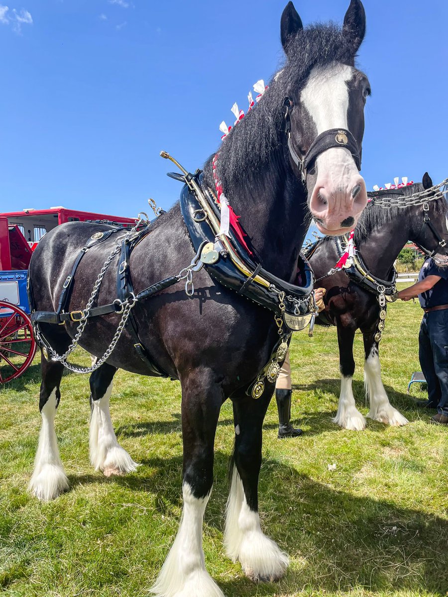 Our magnificent Thwaites Shire Horses, Rocket and Ribble waiting to get ready for their big moment here <a href="/greatyorkshow/">Great Yorkshire Show</a> main ring! 🐴 #GYS22 #greatyorkshireshow