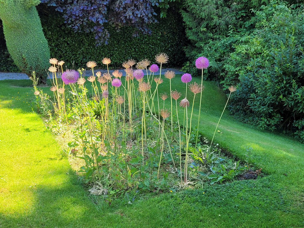 sharonrep's tweet photo. Hopton Hall Gardens looking lovely #hoptonhall #summer #garden #Flowers https://t.co/FCkxFJYBNG