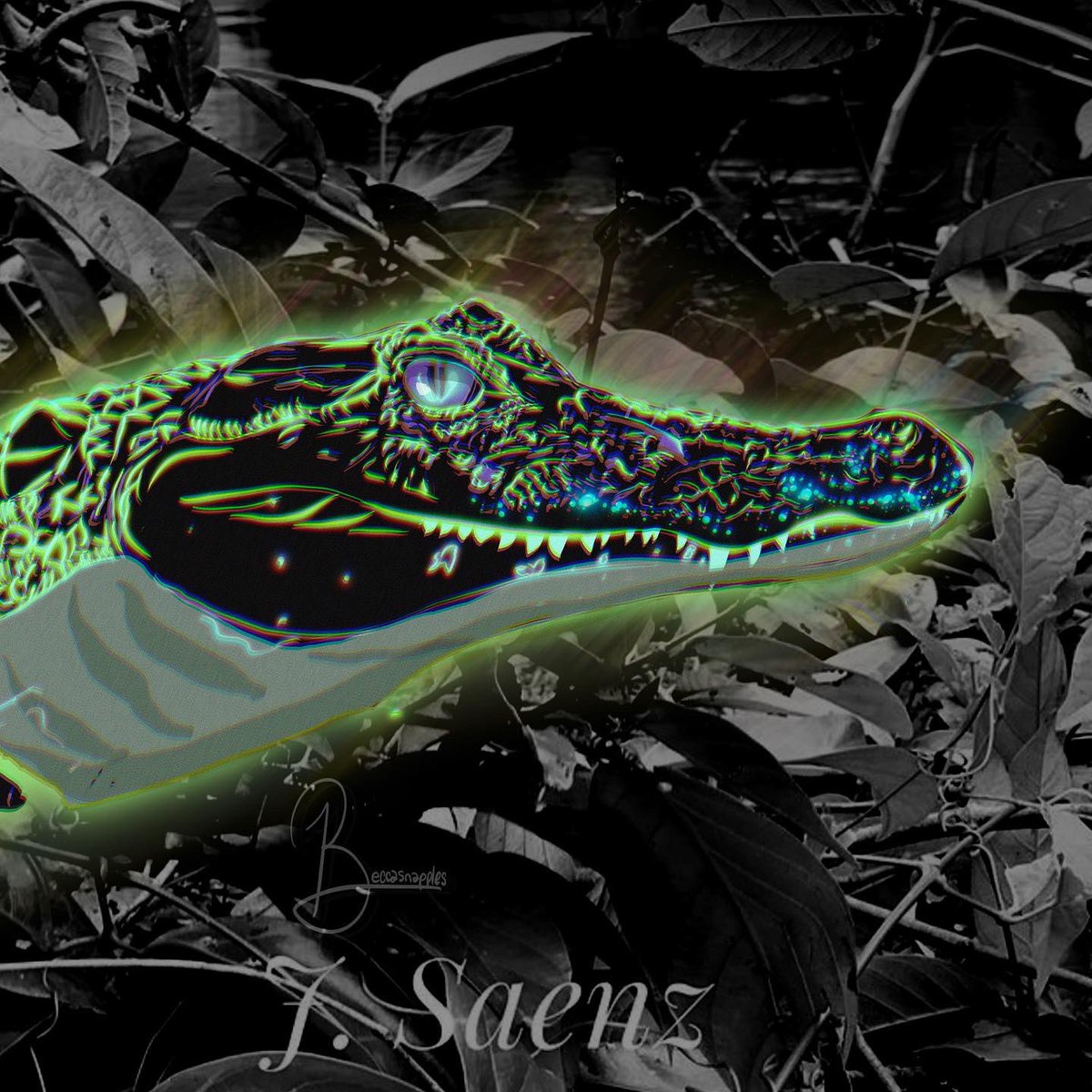 beccasnapples's tweet photo. Beware of still waters #nft #digitalart #cayman #costarica https://t.co/cfycJzrY2V