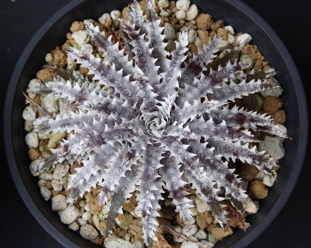 takako_in_paja's tweet photo. Dyckia ‘Xevious’
( Antler x Gojasu #D006 )

立派な名前を頂いてしまった。今日からこの株の名は「ゼビウス」になりました。 https://t.co/iM8UzRK2e4