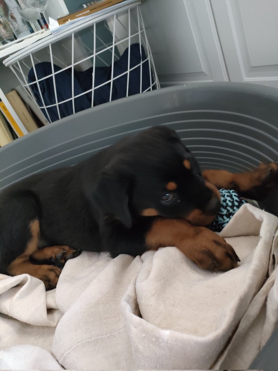 chetira_'s tweet photo. È arrivato Fendi!! 
E io che non volevo nemmeno un pesce rosso!
#Rottweiler#
#love# https://t.co/vistTh1gyW
