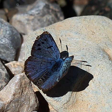 TRAKEL de türün 2. karesi.
İran Turan Mavisi » Turanana cytis 
Hakkari 2022
Fotoğraf © Fuat Gülseren
#Butterflies #NaturePhotography