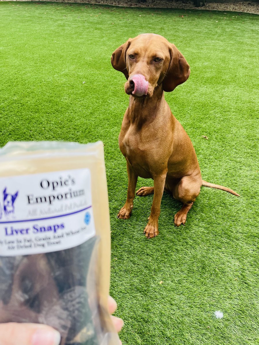 LindsayLilley's tweet photo. Vizsla treats from β¦@NicolaMccune11β© π π
π§‘ #Opies https://t.co/zY2ds9ZZzM