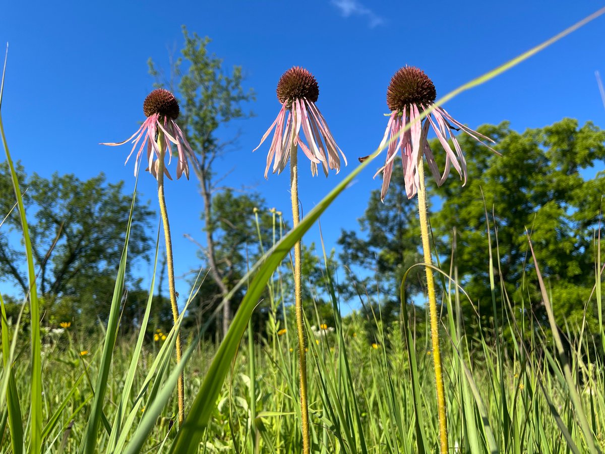 mlouis_art's tweet photo. Gm from the prairie. โMy Three Musesโ aka, pale purple coneflower #mymuse #prairie #nativelandscape #explore #NFTfamily https://t.co/hgPelrVXLa
