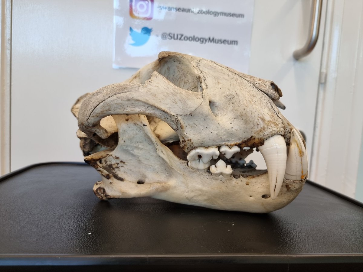 Whose skull is that?

Can you work out which animal these skulls belong to and what they ate? 

Share your answers below!

@swanscience <a href="/ZoologySwansea/">SwanseaZoology</a> @ReachingWiderSU 

#swanseauniversityzoologymuseum
#biology #Zoology #skulls #outreach