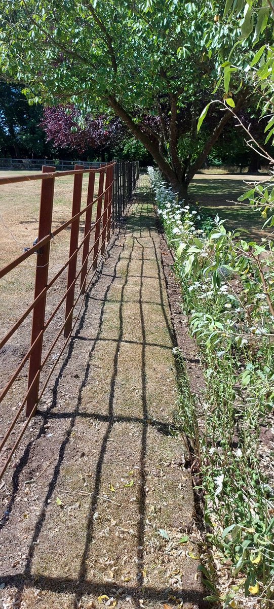 A Spot of shrub pruning and the hidden pathway with the paddock one side and beautiful Leucanthemum the other side, even on a blazing hot day its nice to see your work blossoming, literally over at <a href="/KelhamHouse/">Kelham House Country Manor</a>