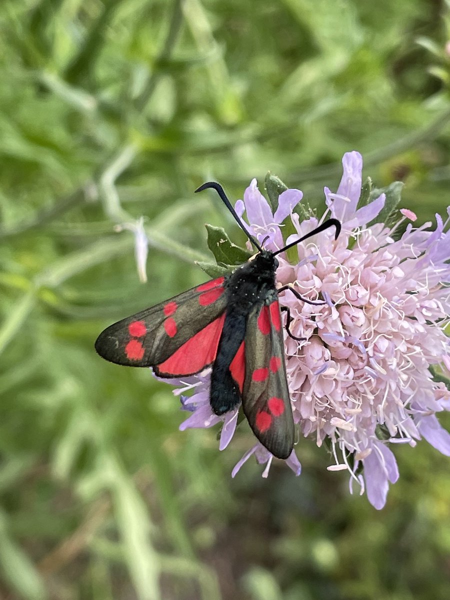 airborneyellow's tweet photo. New macro for the garden this afternoon: six-spot #burnet (on #fieldscabious). 
Now, do I have enough bird’s-foot trefoil in my #minimeadow to tempt it to hang around?🤞🏻
@BritishMoths 
@NorfolkNats https://t.co/8JpDs00Qf9