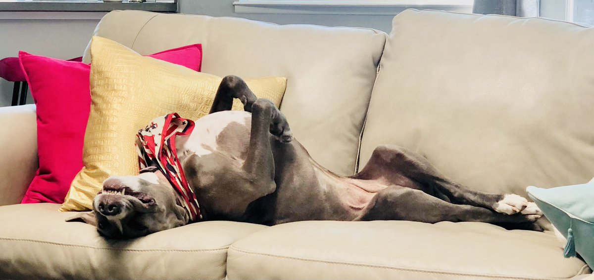bransionlv's tweet photo. In need of some pet therapy? @bransionlv has many 3 and 4 legged feral beasts to put you at ease. Personal space is not an option. https://t.co/6oA6rncBz9