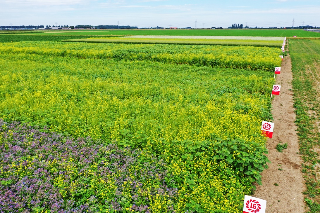 #oogst2022 komt al goed op gang, tijd voor #groenbemesting! Tips voor een goede keuze uit het grote aanbod: lgseeds.nl/news/post/zo-k… #akker #oogst #bodem #LGSeeds #Greencover #GLB