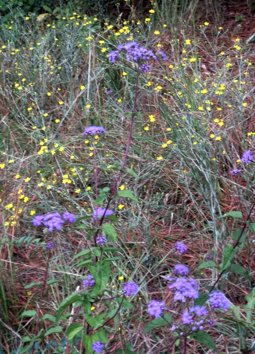 NancySpringer's tweet image. This is one of those days when I don't trust my mouth, so I'm just going to post a photo wildflowers where I live, and with them, who needs landscaping? The reddish stuff is longleaf pine needles. #good_things