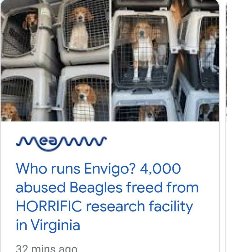 theNDExperience's tweet photo. Everyone help RT the contact info to foster/adopt the 4000 dogs abused at this research facility 🙏

info@homewardtrails.org https://t.co/w4FipO3cuV