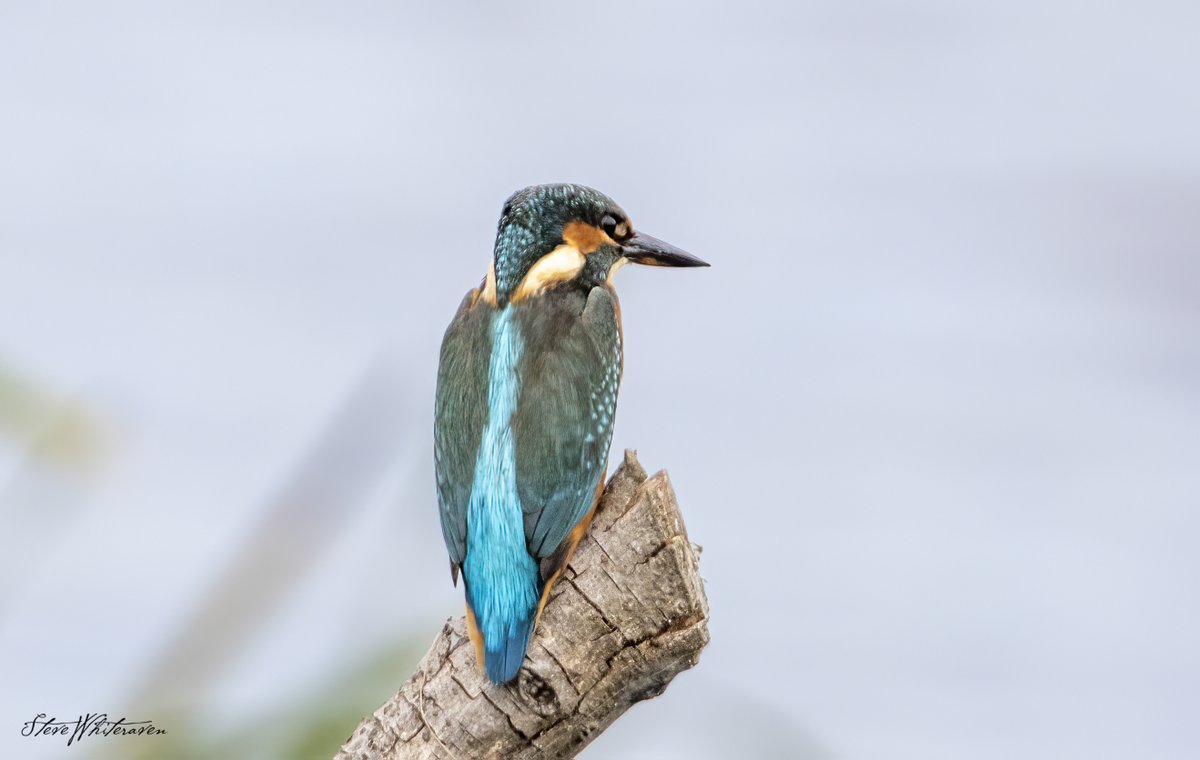 stevewhiterave1's tweet photo. My first photo of a Kingfisher, I have seen them fleetingly but this was the first I have seen sit still long enough for me to get a few photos.
Glad i went to #RSPBGreylake 
#photooftheday #ThePhotoHour #Kingfisher 
#TwitterNatureCommunity #wildlifephotography 
#BirdsSeenIn2022 https://t.co/TYOJTHXjDs