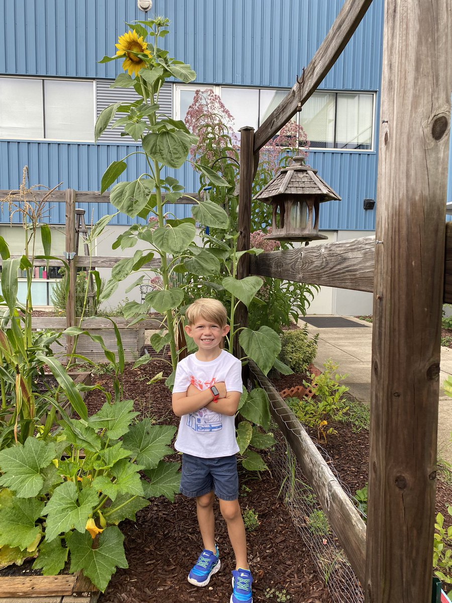 LPESGardenClub's tweet photo. The LPES Garden is growing wild this season! Cucumbers have been growing so fast they are breaking the trellis they live on 😆 There’s cantelope aplenty and our sunflowers are reaching for the sky! https://t.co/EElBcbElsX