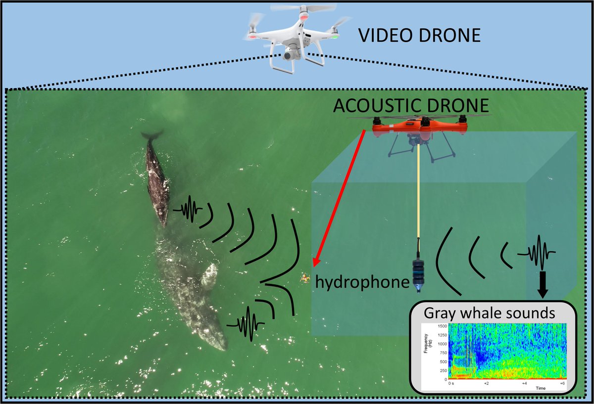 DamesOfDrones's tweet photo. .@FrouinMouy developed, in collaboration with @Scripps_Ocean and @jascoacoustics, a double- #drone approach for simultaneously studying marine mammal sounds and behavioral context.

https://t.co/PkTxGNlrDn

#WomeninDronesWednesday https://t.co/A4gZz29zdr