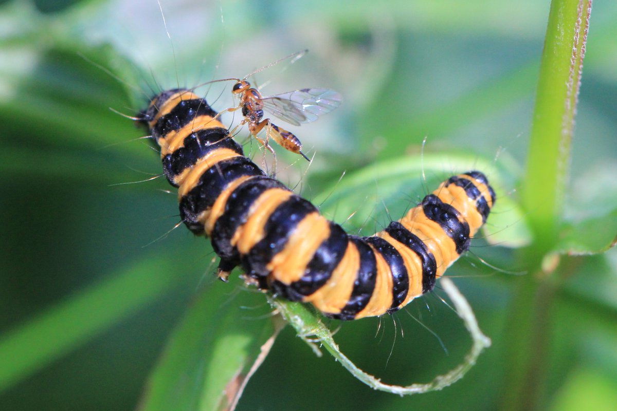 Andrew Macdonald tweet media