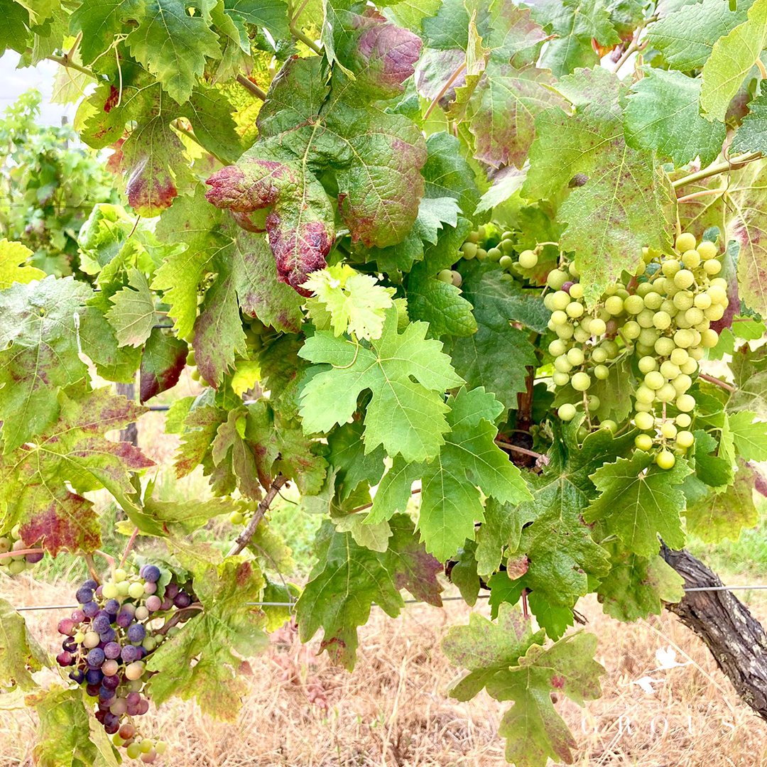 Do you know what "veraison" is? During the veraison phase the grapes change colour. The reddish colour starts to appear on the skin of red grape varieties and the translucent skin on white grape varieties.