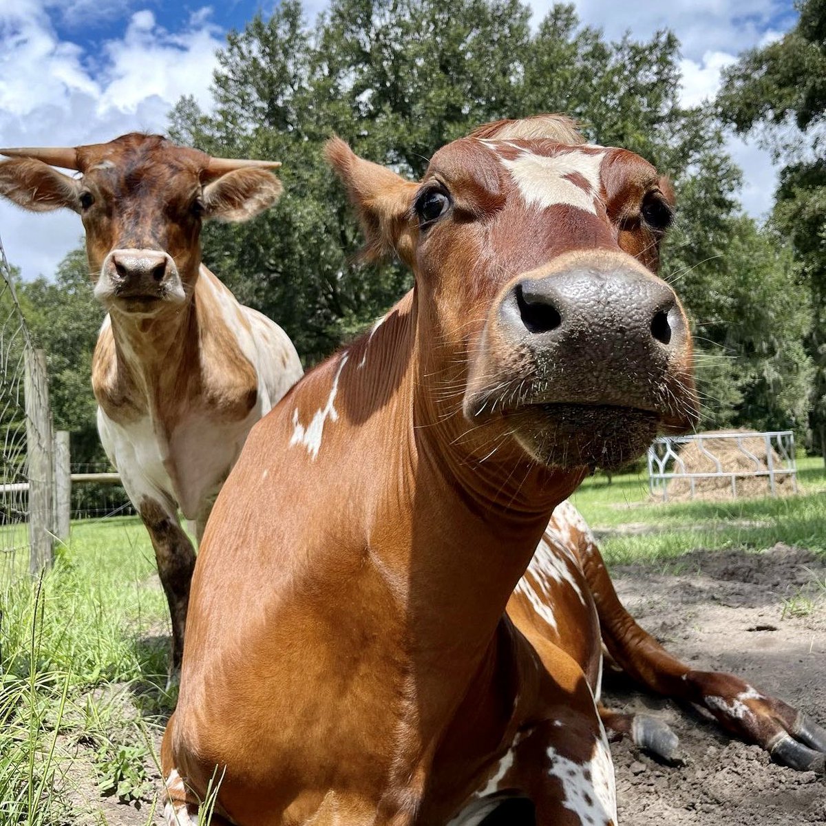 The only thing that gets me to look at social media, animal activist pictures and videos. #veganforlife #animalliberation @PeacefieldFarm1