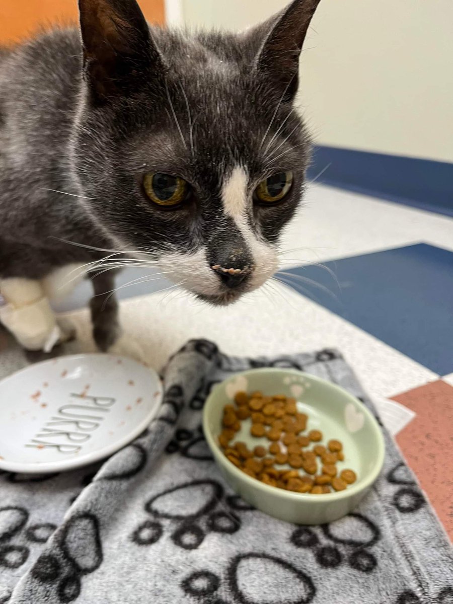 The Eternal Spirit of Sockington tweet media