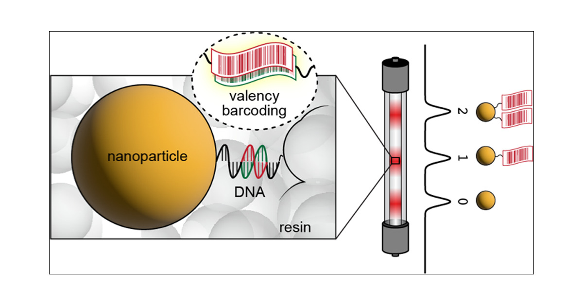 PrincetonChem's tweet photo. The @Haw_Lab publishes this week in @J_A_C_S on a longstanding challenge: sorting nanoparticles by valency using DNA Barcoding. Congratulations Nyssa and Haw! Story: https://t.co/JRRUpmUe6e
 
#nanoparticles #barcoding #DNA #womeninchemistry https://t.co/z87WTG1NJy