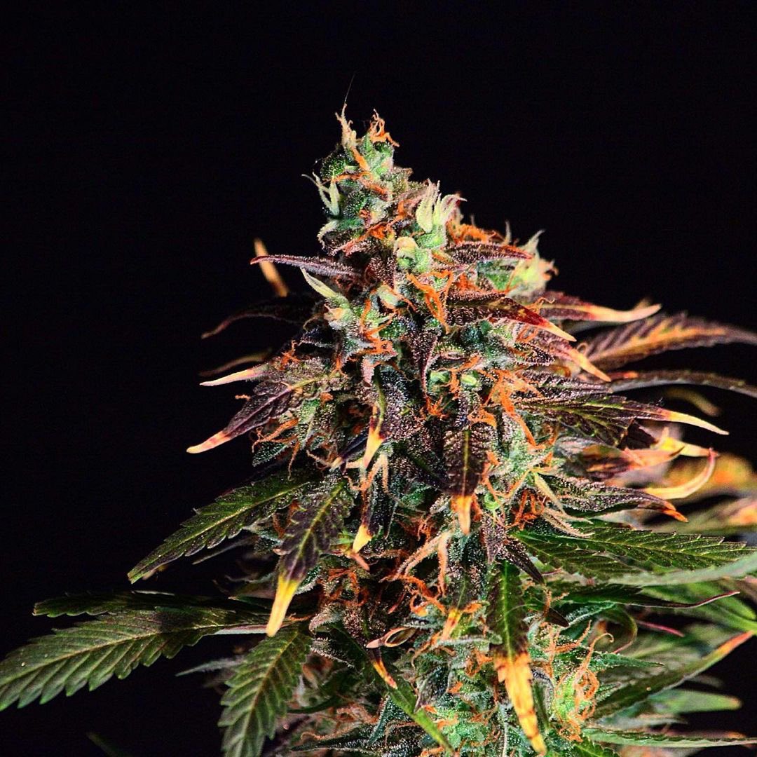PhiloSeeds's tweet photo. Muggling Sleepy Yoda by @PhiloSeeds 

#smokeweedeveryday #hashlovers #hashporn #hash #ganjasmuggling #ganjalover #ganjasmoker #ganjalove #cannabis #cannabiscommunity https://t.co/JwktxVI1lT