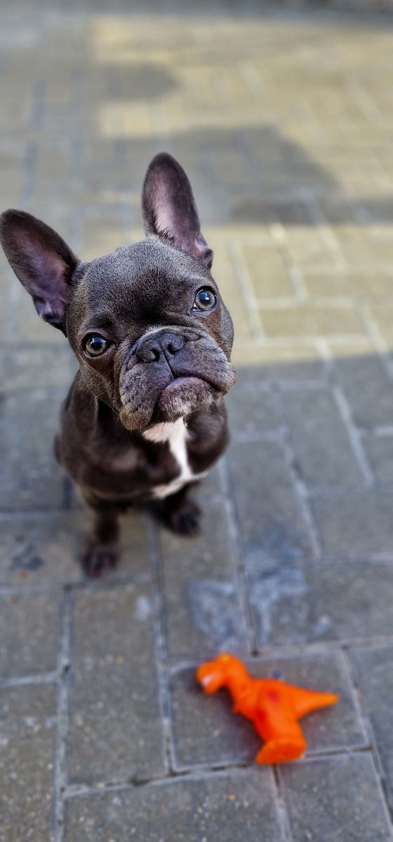 Daddy's Girl....and her pet dinosaur.. My new phone wallpaper.
She's growing so fast!❤️

#frenchbulldog #frenchie  #dog #frenchies #puppy #bulldog #frenchiepuppy   #frenchieoftheday  #frenchiesociety #frenchbulldogs #love #bulldogs