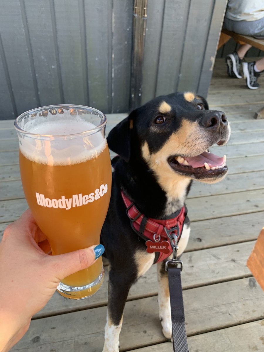 Workout at <a href="/IFPortMoody/">IF Port Moody</a> followed by a brew at <a href="/MoodyAles/">Moody Ales & Co</a>, there’s no better way to spend an afternoon 💪🏼 
Featuring Miller 🐶
#workout #innovativefitness #DogsofTwittter #beer #impulsesporttherapeutics #portmoody #brewersrow