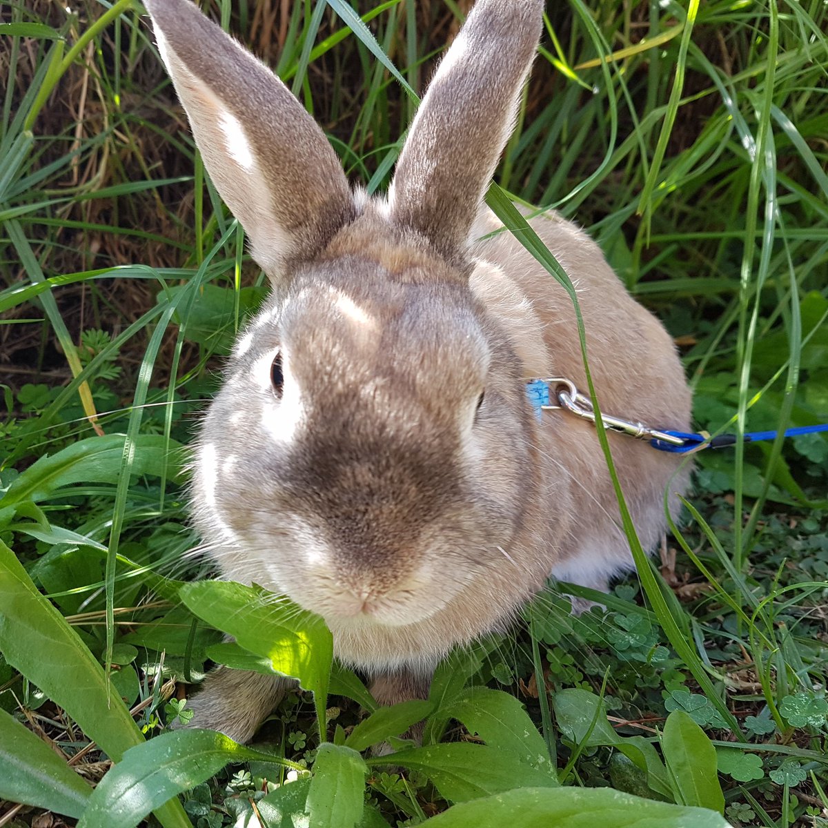 LAJ2801's tweet photo. It has been 3 years since my baby boy went OTRB 🌈 Not a day goes by that I don't think of him and miss his happy kisses. I know he is binking and flopping with all his pals ❤️ #foreverinmyheart #bunsoftwitter https://t.co/JF6e81x0oc