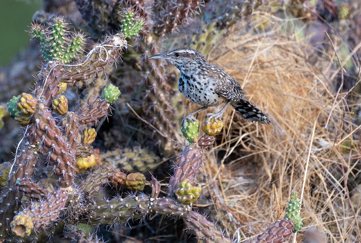 Mike Henry tweet media