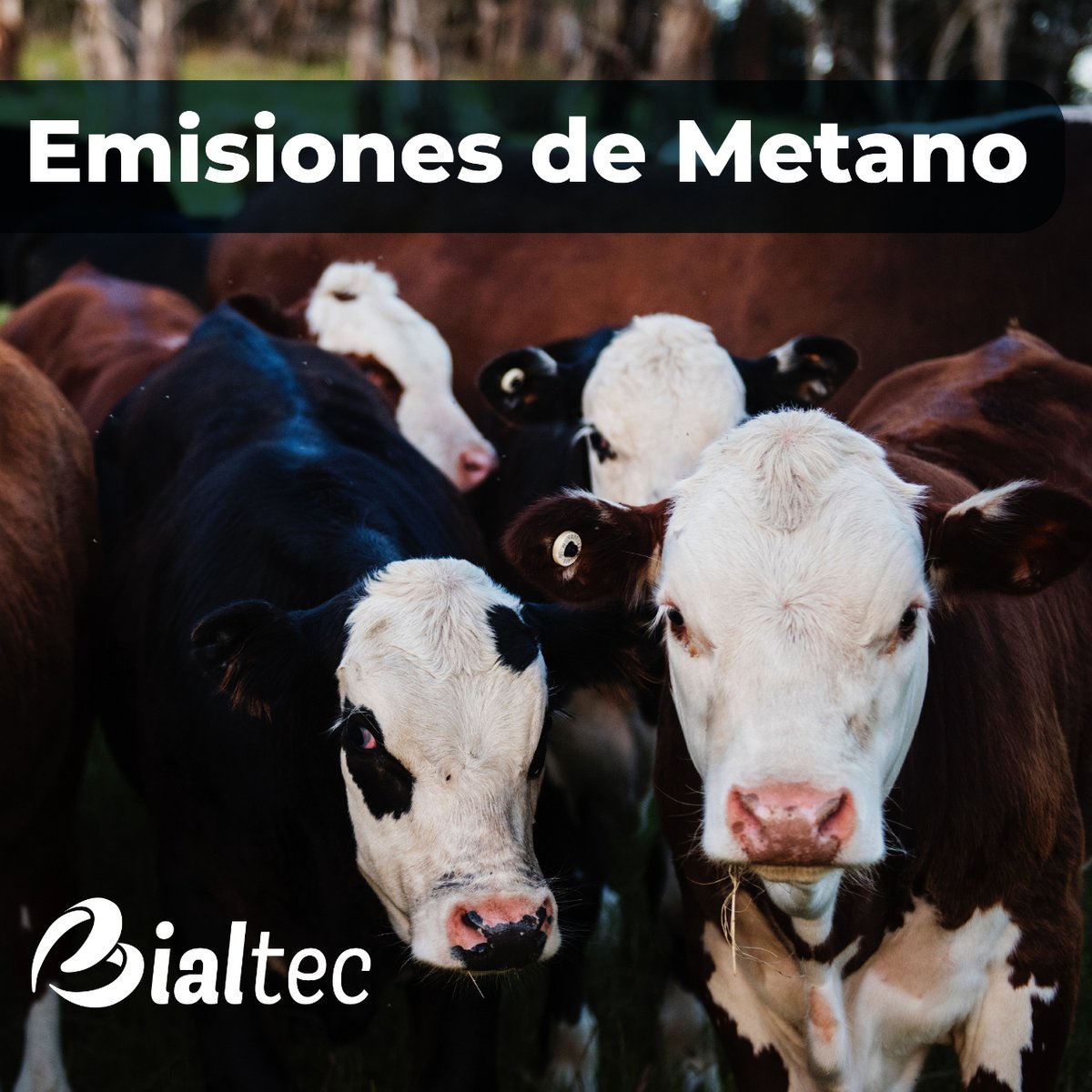BIALTEC's tweet photo. Las estimaciones varían, pero se calcula que el ganado es responsable de hasta el 14% de todas las emisiones de efecto invernadero derivadas de la actividad humana. 👇 https://t.co/CgodWDT1gr