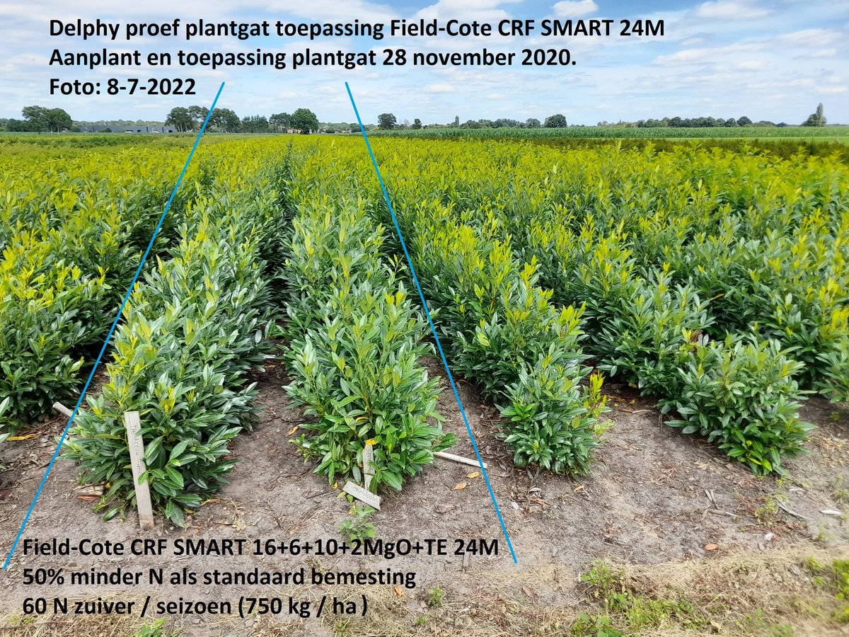 Impressive results in Prunus Laurocerasus "Hibergii".
54% less nitrogen resulting in more length and volume as grower practice.
Application Field-Cote CRF SMART 16+6+10+2MgO+TE 24M in planthole 28-11-2020.
750 kg / ha for 2 years. 60N / ha/ year.
Picture last week 8-7-2022.