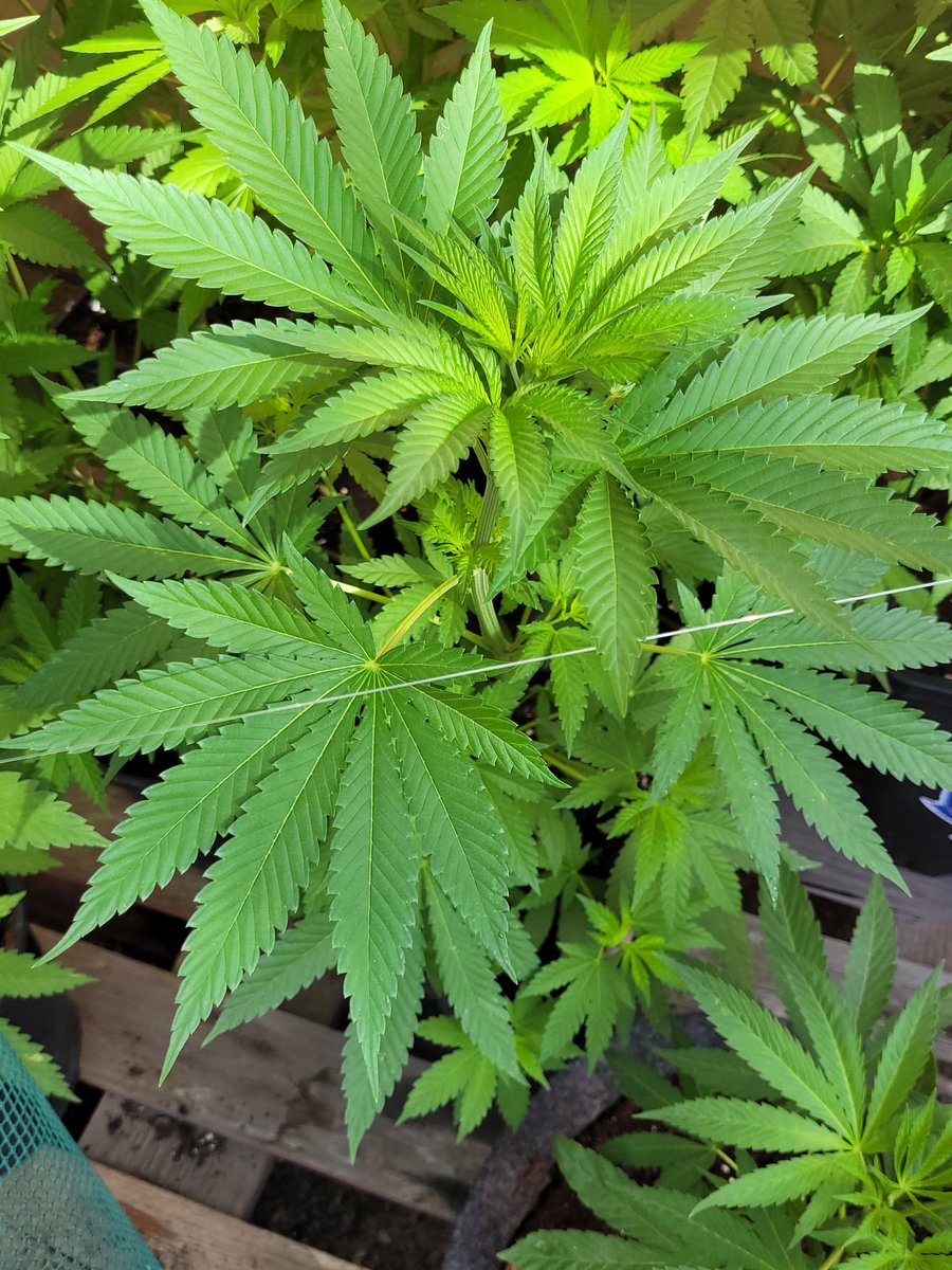 Sophie_MJ's tweet photo. Felíz tarde @AdrycManellson 🌊☀️

➡️Actualización de nuestra competi.
Mira el flow que lleva la #LemonOgCandy 🍋 @PhiloSeeds 
🪴 6,5L 
Sustrato orgánico sublime mix @ProXL_Spain 😎
Besazo enorme y a disfrutar la tarde 😘🌿🔆
#competi #SurxNorte #adrycscove
#LaSofiJardinera 👩🏼‍🌾🧿🌳 https://t.co/4mx6k2RGYX