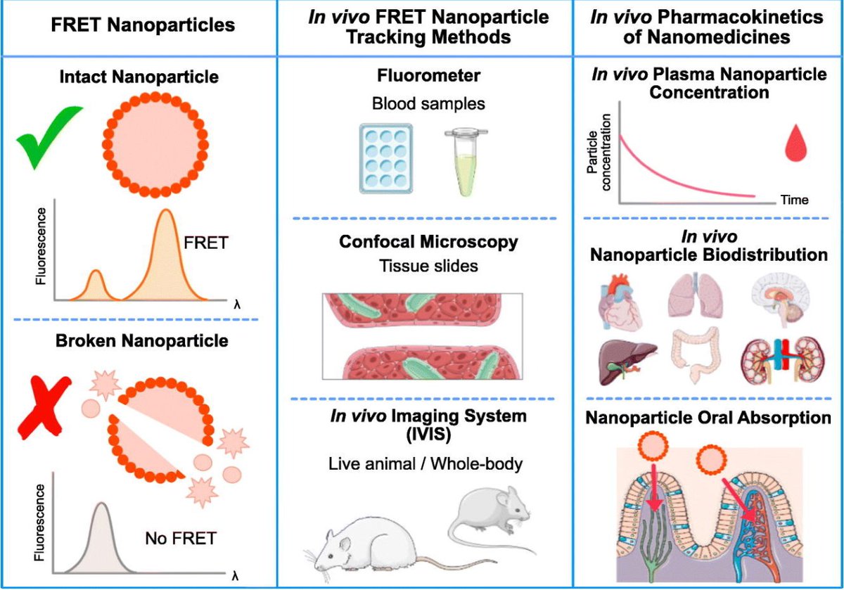 JCRnEDITORS's tweet image. FRET as the tool for in vivo nanomedicine tracking.
| Emilie Roger @UnivAngers | @CRSBeNeLuxFr 
[50 days' free access]
#FERT #imaging #nanomedicine
authors.elsevier.com/sd/article/S01…