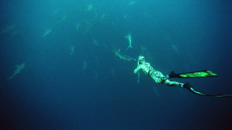 DrAustinG's tweet photo. First descriptions of pelagic shark behavior (mostly hammerheads) around seamounts off Japan. One of the sketchiest but most epic expeditions of all time, now memorialized in this new research paper https://t.co/FPusBCJJ6N  / authors tagged, free PDF at link (pc Kanoa Zimmerman) https://t.co/OkFCGxFEyT