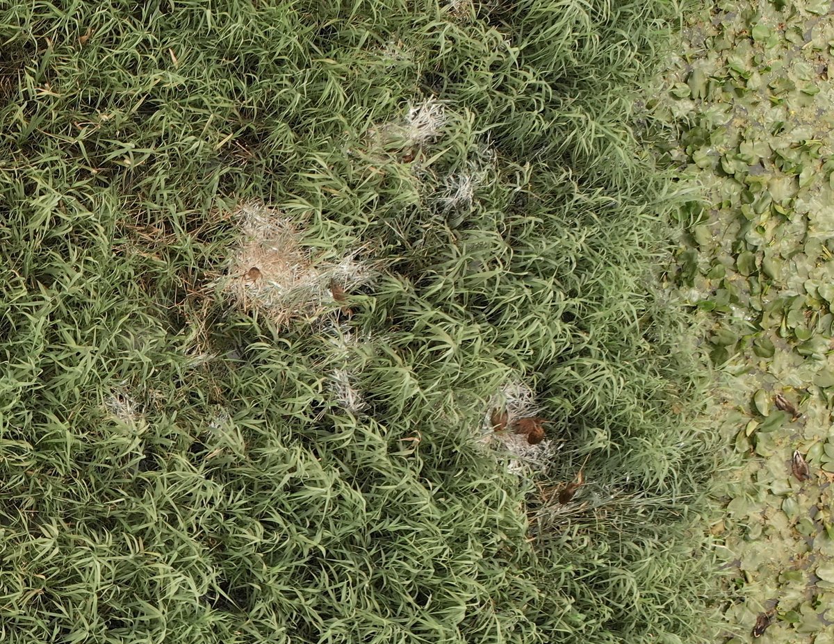 Gerrie Abel (@gerrieabel) on Twitter photo Nesten tellen van purperreiger in de Lopikerwaard. Met drone van Agrarische Natuurvereniging Lopikerwaard. De witte kalknesten met de jonge purpers zijn goed te zien. <a href="/marteenvb/">Maarten van Beek</a> <a href="/Sovon/">Sovon Vogelonderzoek Nederland</a> Nesten tellen van purperreiger in de Lopikerwaard. Met drone van Agrarische Natuurvereniging Lopikerwaard. De witte kalknesten met de jonge purpers zijn goed te zien. <a href="/marteenvb/">Maarten van Beek</a> <a href="/Sovon/">Sovon Vogelonderzoek Nederland</a>