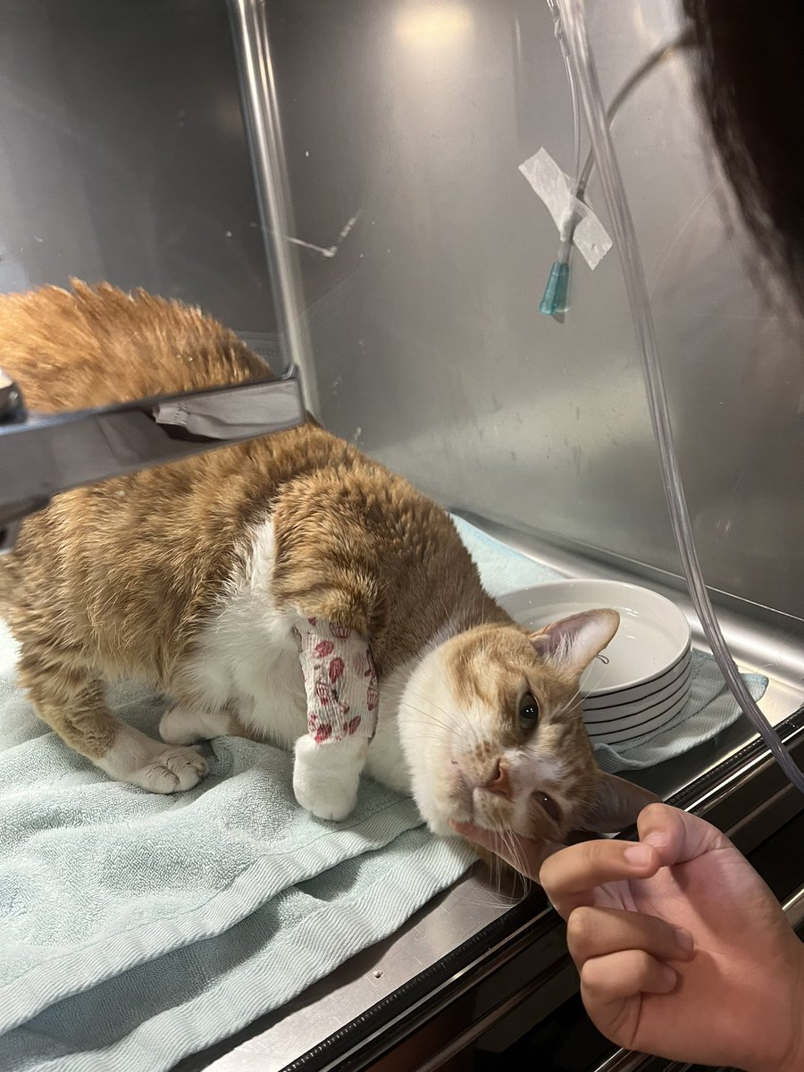 저희 쁨이 금요일에 퇴원 결정 되었어요 ㅠㅠ 걱정해주셔서 감사합니다. 퇴원하고도 계속 상태 체크해야하고 매일 약 먹여야하고 갈길이 멀지만 그래도 퇴원한다는 게 너무 기쁘네요