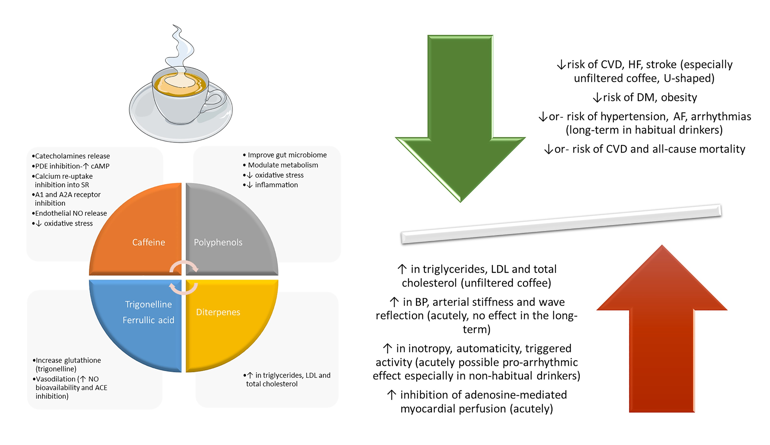CVR_TomaszGuzik's tweet photo. EXPERT OPINION: Whether you enjoy your #coffee ice cold or steaming hot, what effect does it have on #cardiovascular #health?

Discover more on the impact of coffee consumption on the #heart and #CVD risk
https://t.co/O6tJDWIpoU 

#caffeine #hypertension #CardiovascularResearch https://t.co/zCWRDTmBD7