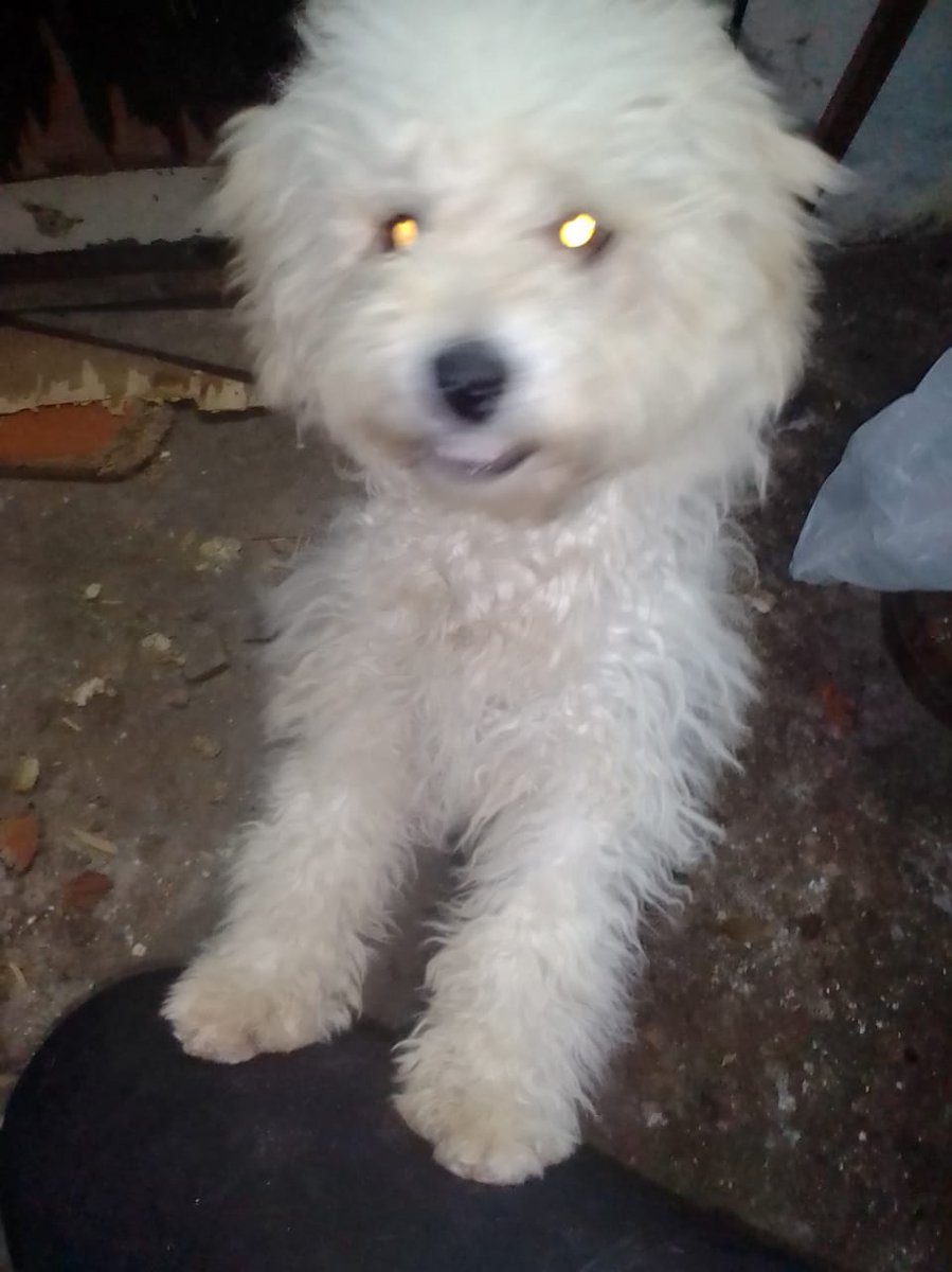 edithortizg's tweet photo. Rt Encontramos este caniche macho sobre la calle Pariri del Barrio Vista Alegre, Asunción estamos buscando a sus dueños... Para contactos 0992293886 o 0981185864 https://t.co/OPS8KRrR0c