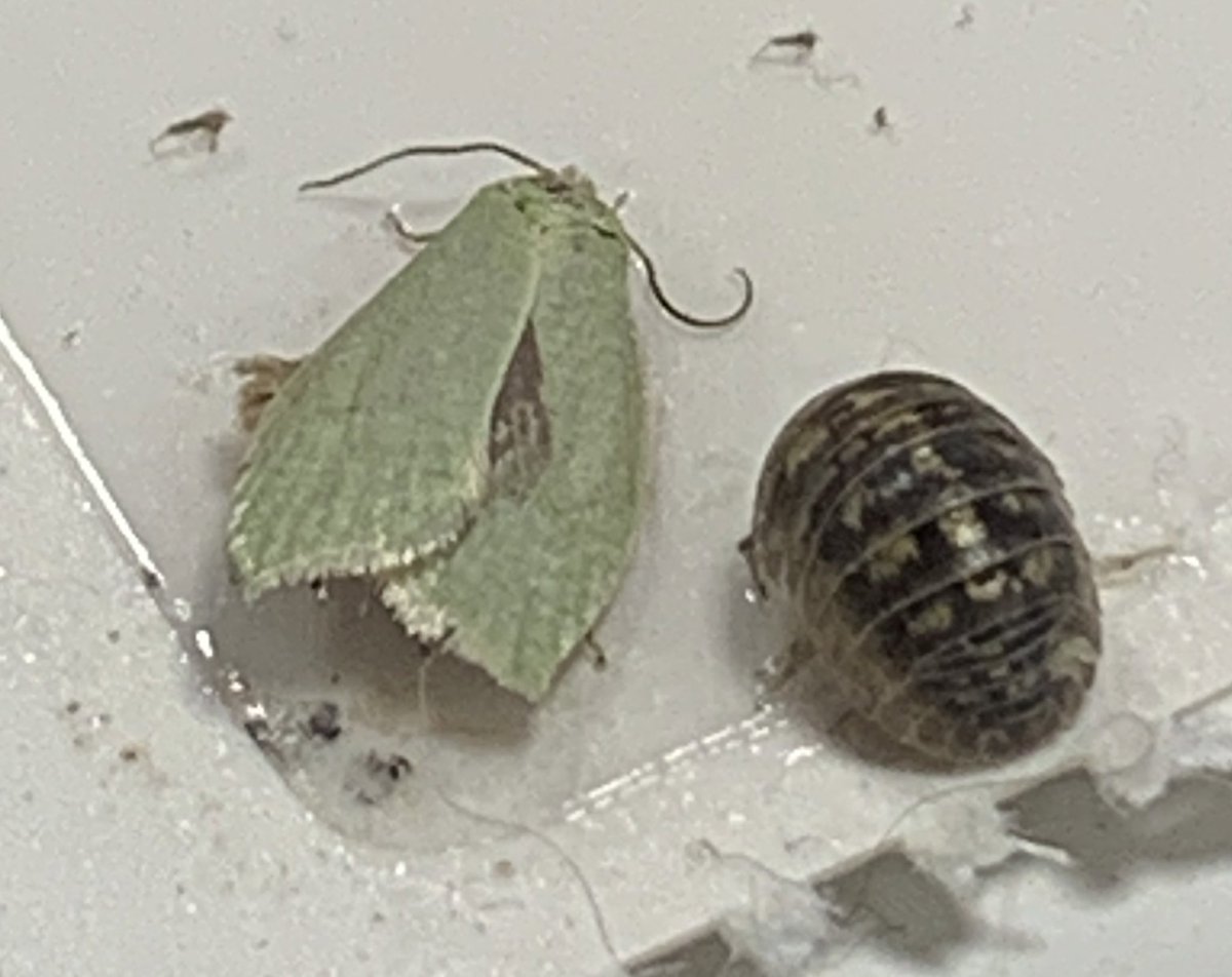 Bath Record Office tweet media