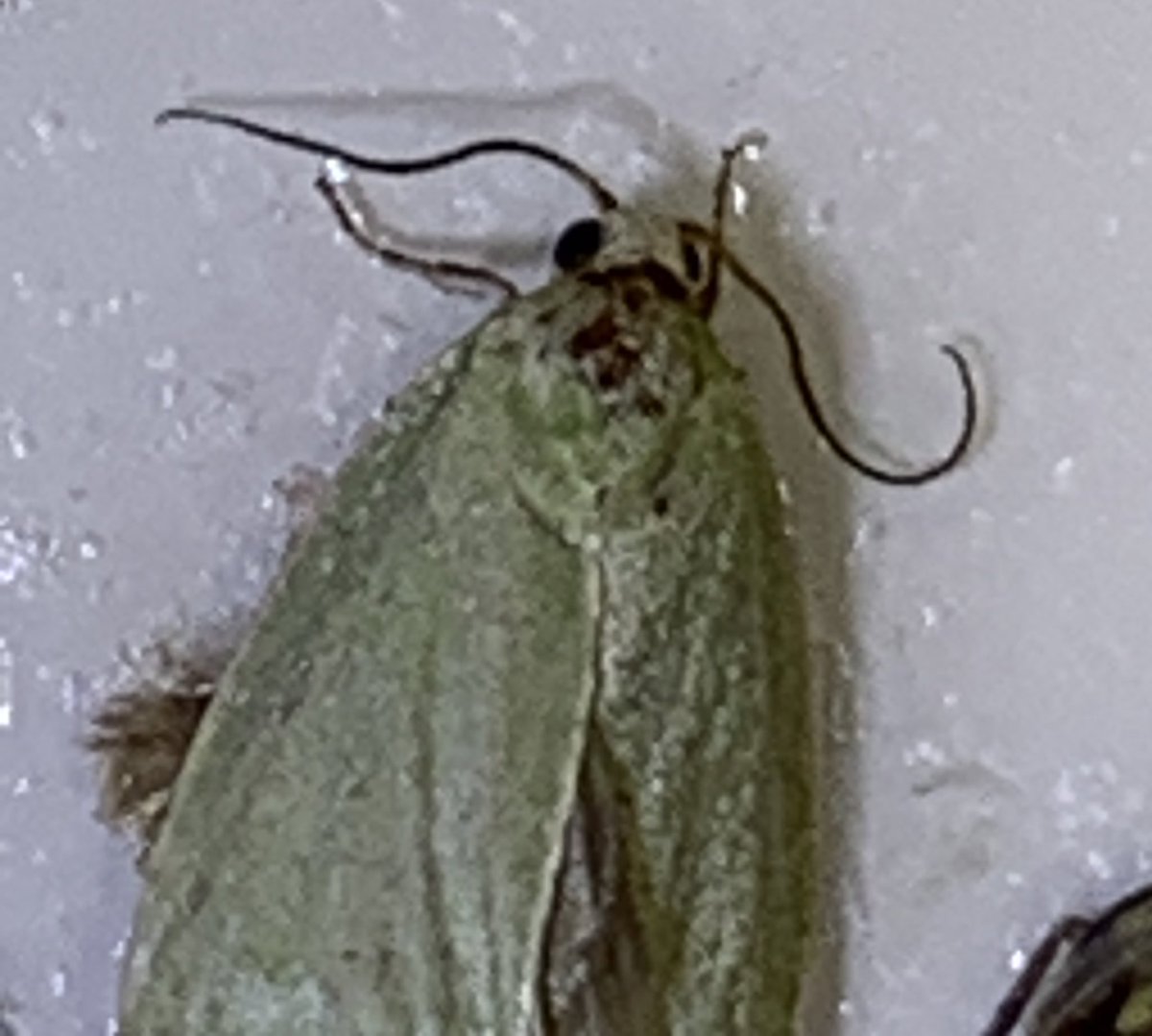 We’ve got a mystery on our hands during the Bug Hunt.

I’m hoping that either the #PestManagement twitterverse or the #Entomology twitterverse can help us name our little green moth friend here (woodlouse for scale)
<a href="/NHM_London/">Natural History Museum</a> @CUConservation <a href="/savebutterflies/">Butterfly Conservation 🦋</a>