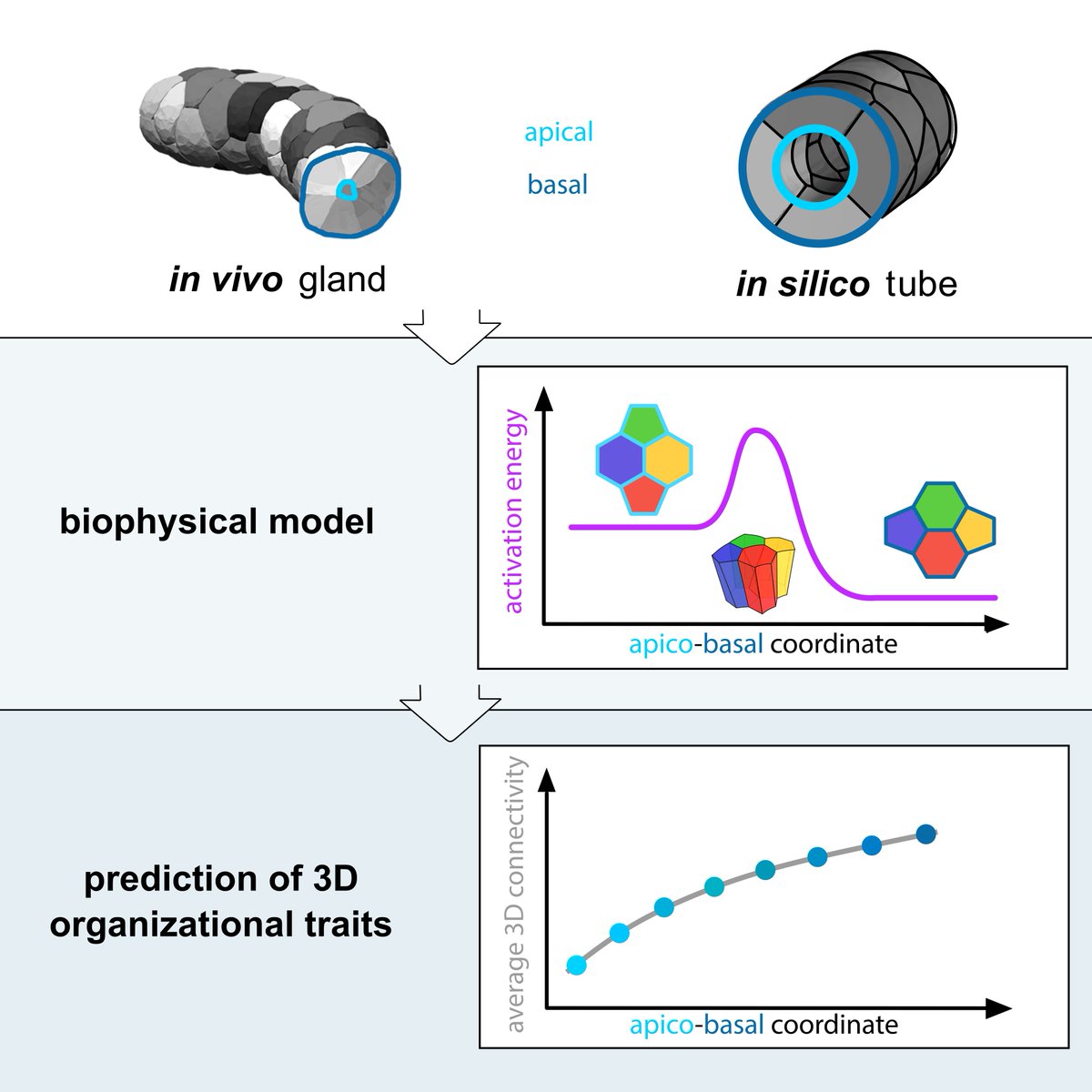 Luisma Escudero (@lmescu) on Twitter photo Our paper in <a href="/CellSystemsCP/">Cell Systems</a> is out! We have uncovered a biophysical principle to explain the 3D cellular connectivity in epithelia.
authors.elsevier.com/a/1fPIj8YyDfj7…
Great collaboration between <a href="/scu_lab/">ScuLab</a> and the group of <a href="/JavierBuceta/">Ⓙⓐⓥⓘⓔⓡ🇵🇸 Ⓑⓤⓒⓔⓣⓐ🇺🇦</a> (and many others!).1/7 Our paper in <a href="/CellSystemsCP/">Cell Systems</a> is out! We have uncovered a biophysical principle to explain the 3D cellular connectivity in epithelia.
authors.elsevier.com/a/1fPIj8YyDfj7…
Great collaboration between <a href="/scu_lab/">ScuLab</a> and the group of <a href="/JavierBuceta/">Ⓙⓐⓥⓘⓔⓡ🇵🇸 Ⓑⓤⓒⓔⓣⓐ🇺🇦</a> (and many others!).1/7