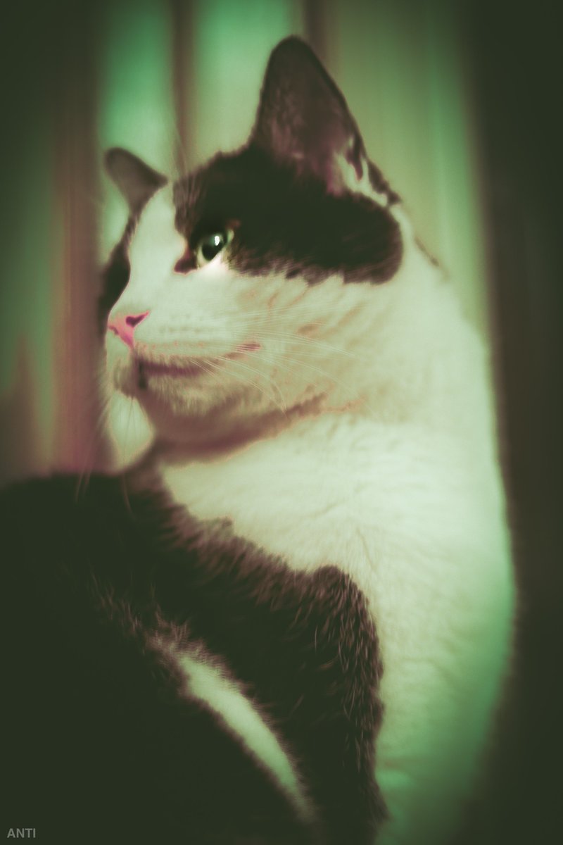 HiFelix_ANTI's tweet photo. Lil Lady 🥺 😻 https://t.co/dSCxZr17cQ